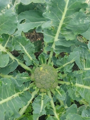 Brassica oleracea