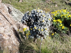 Helichrysum trilineatum