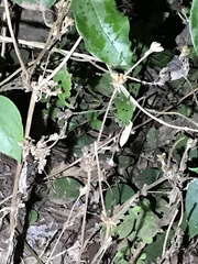 Rieppeleon kerstenii