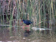 Porphyrio madagascariensis