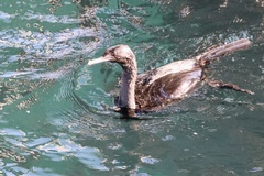 Urile pelagicus