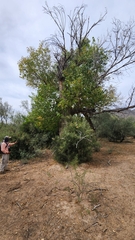 Ozothamnus leptophyllus