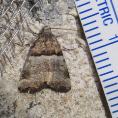Cobubatha dividua