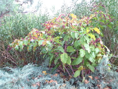 Phytolacca americana