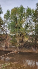 Salix nigra