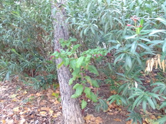 Phytolacca americana