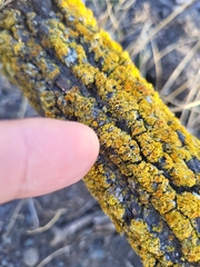 Teloschistaceae