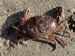 Metacarcinus anthonyi