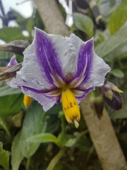 Solanum muricatum