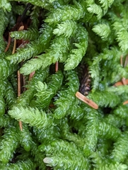 Plagiothecium undulatum