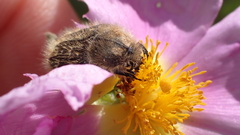 Tropinota squalida