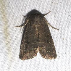 Protorthodes texicana