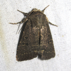 Protorthodes texicana