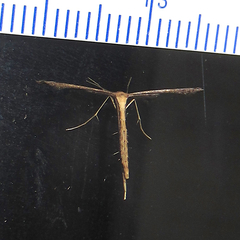 Pterophoridae