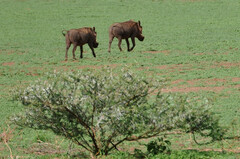 Phacochoerus africanus massaicus