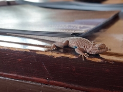 Uta stansburiana uniformis