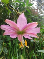 Passiflora tarminiana