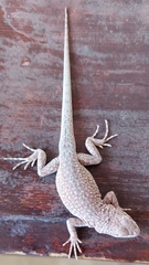Uta stansburiana uniformis
