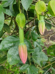 Passiflora tarminiana