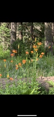 Lilium