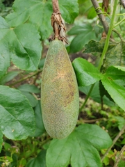 Passiflora tarminiana