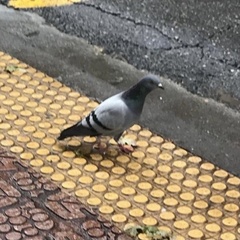Columba livia domestica