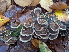 Trametes versicolor