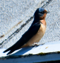 Hirundo rustica erythrogaster