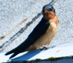 Hirundo rustica erythrogaster
