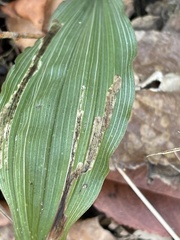 Parallelomma vittatum