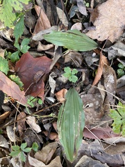 Parallelomma vittatum