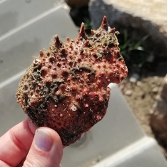 Maja brachydactyla