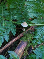 Mycena galericulata