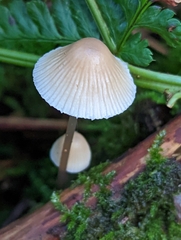 Mycena galericulata