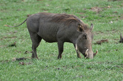 Phacochoerus africanus massaicus
