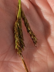 Carex vulcani