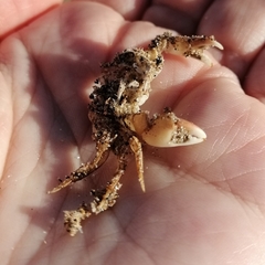Hemigrapsus takanoi