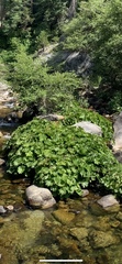 Darmera peltata