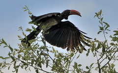 Lophoceros alboterminatus