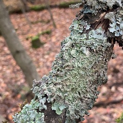 Punctelia jeckeri