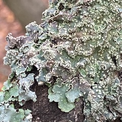 Punctelia jeckeri
