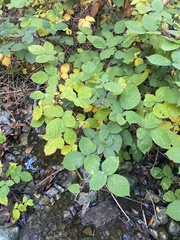 Rubus armeniacus