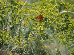 Diacrisia purpurata