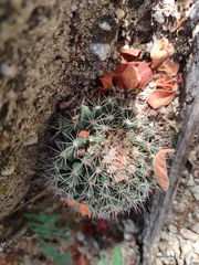 Mammillaria petrophila