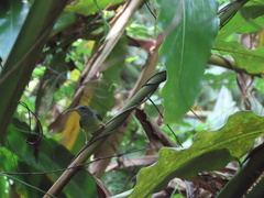 Arachnothera longirostra