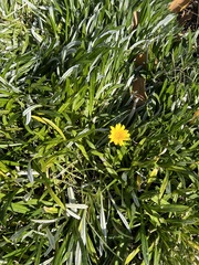 Gazania rigens