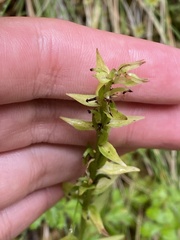 Platanthera pollostantha