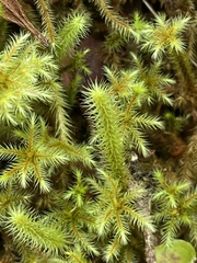 Breutelia azorica