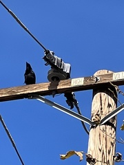 Corvus brachyrhynchos