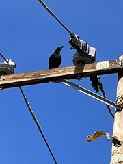 Corvus brachyrhynchos